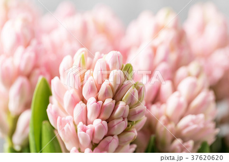 Still life flower hyacinth. Bulbous plant, which 37620620