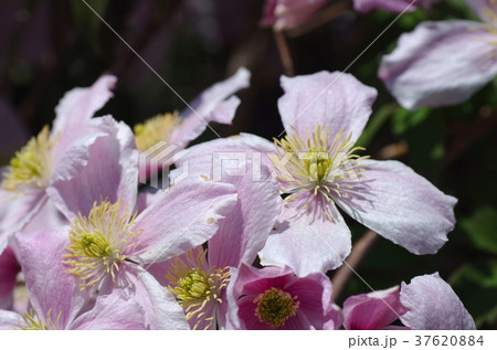 モンタナの花 37620884