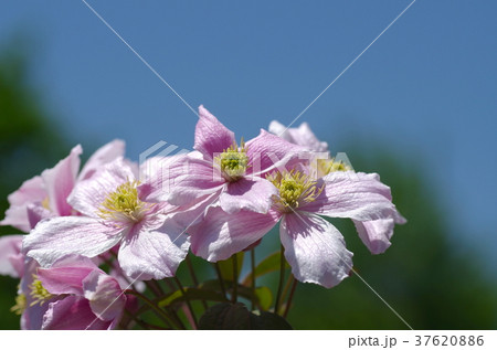 青空とモンタナの花 37620886