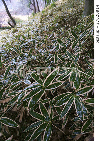 熊笹　クマザサ　 37620914