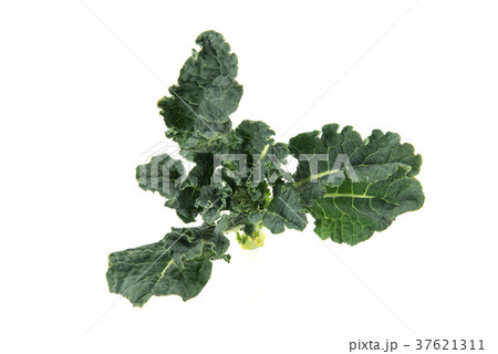 アレッタ 37621311