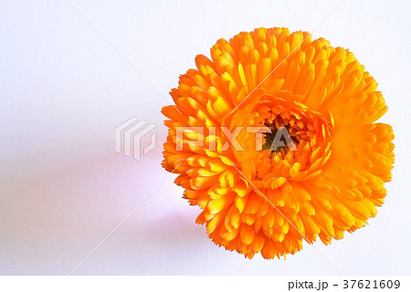 キンセンカ・コピースペース 37621609