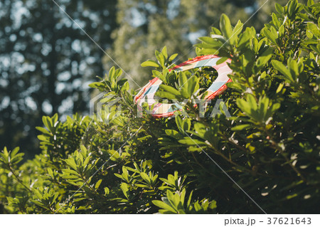 フリスビーが木に引っかかる 37621643