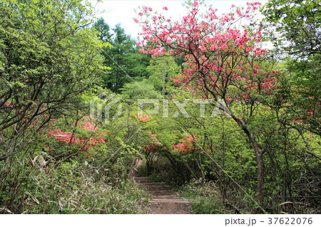 横根高原のツツジ(春イメージ) 横根高原のツツジ(春イメージ) 37622076