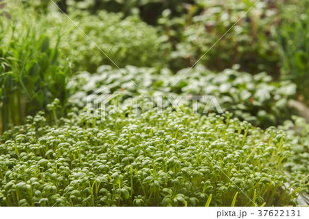 Different kinds of micro greens 37622131