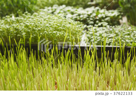 Organic growing micro greens closeup 37622133