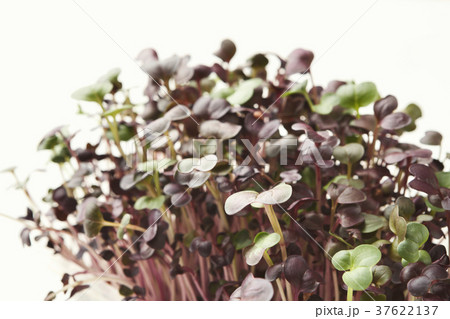 Organic growing micro greens closeup 37622137
