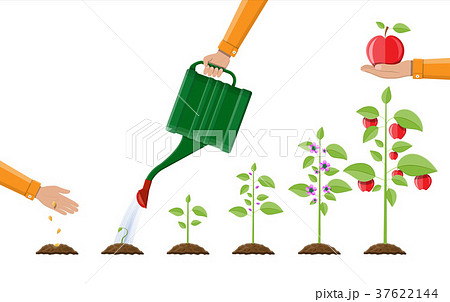 Growth of plant, from sprout to fruit. Growth of plant, from sprout to fruit. 37622144