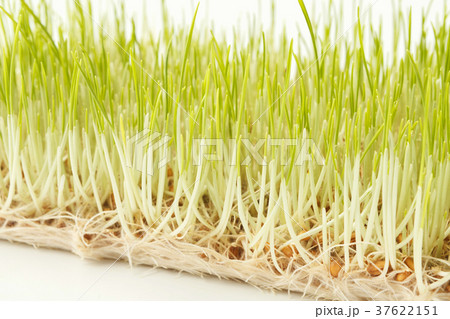 Organic growing micro greens closeup Organic growing micro greens closeup 37622151