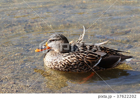 冬鳥「マガモ:メス」天の川、大阪府枚方市 冬鳥「マガモ:メス」天の川、大阪府枚方市 37622202