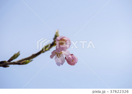 東山公園の桜 37622326