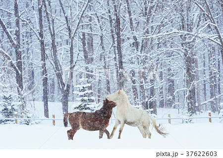 冬の道産子 37622603