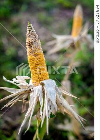 Corn in a corn field ready for harvest 37622694