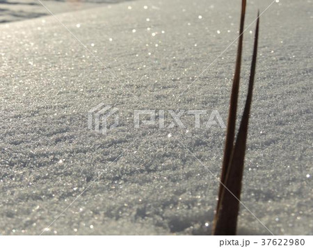 朝日を浴び光輝く雪の結晶と枯れた草 朝日を浴び光輝く雪の結晶と枯れた草 37622980