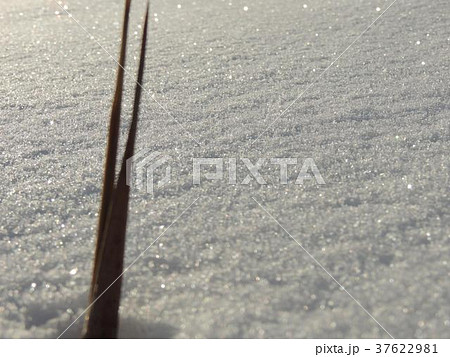 朝日を浴び光輝く雪の結晶と枯れた草 朝日を浴び光輝く雪の結晶と枯れた草 37622981