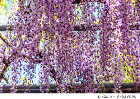 黒木の大藤まつり　藤棚　八女群黒木町　 37623066