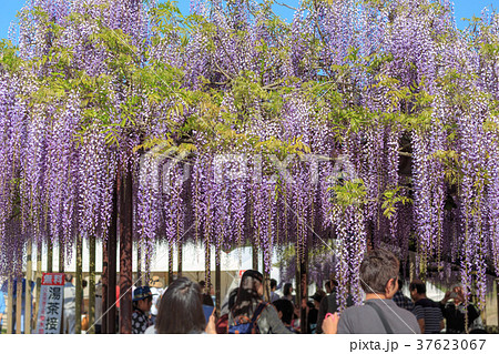 黒木の大藤まつり 藤棚 八女群黒木町 の写真素材