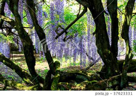 黒木の大藤まつり　八女群黒木町　 37623331