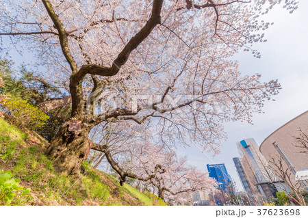 都会の桜 都会の桜 37623698