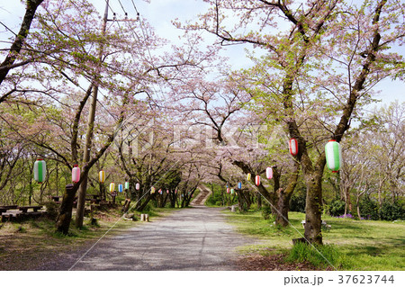 桜　ハイキング 37623744