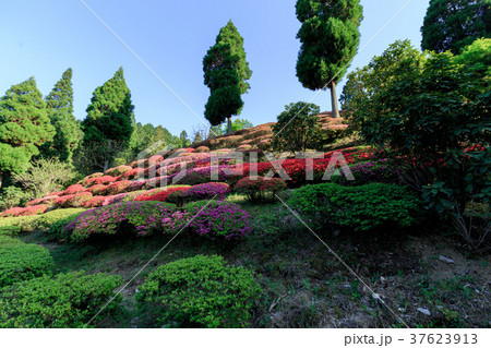 グリーンピア八女のつつじ園　八女郡黒木町 37623913