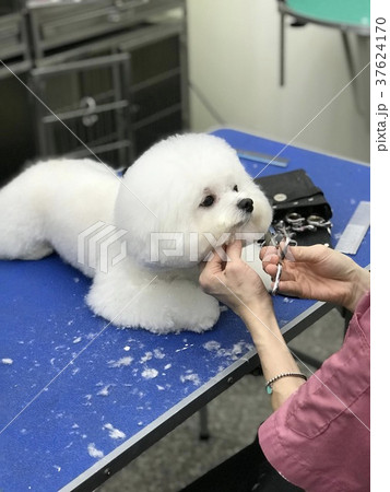 犬 狗 わんこ 37624170