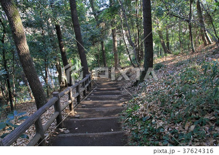 東京都町田市 芹が谷公園 東京都町田市 芹が谷公園 37624316