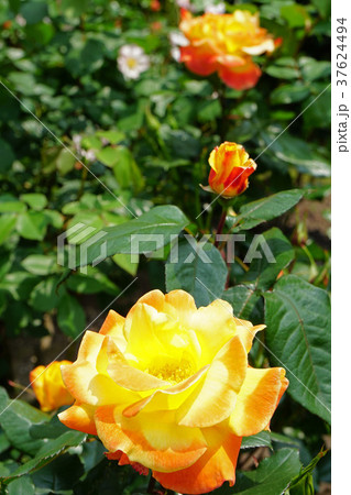 黄色とオレンジ色が美しいバラの写真素材