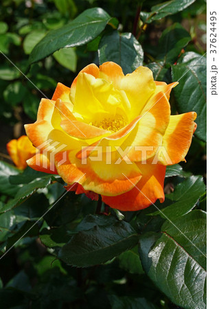 黄色とオレンジ色が美しいバラ 37624495