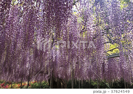 大藤 大藤 37624549