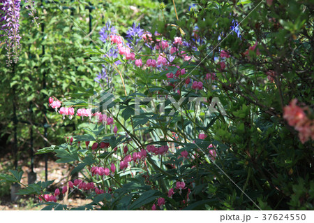 タイツリソウ 37624550