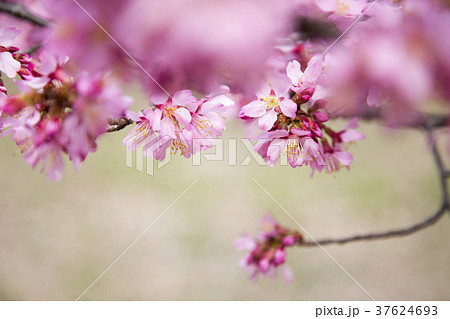 オカメ桜 オカメ桜 37624693