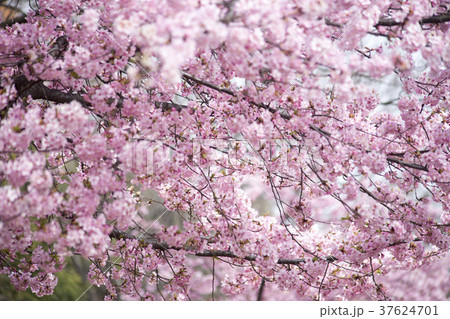 河津桜 37624701