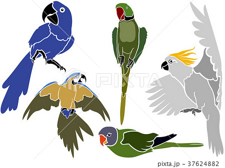 Set of Parrot Icons Set of Parrot Icons 37624882