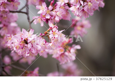 オカメ桜 37625129