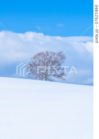《北海道》美瑛の丘・雪原の大地 《北海道》美瑛の丘・雪原の大地 37625860