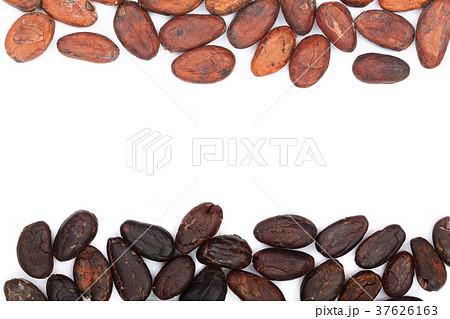 cocoa bean isolated on white background with copy cocoa bean isolated on white background with copy 37626163