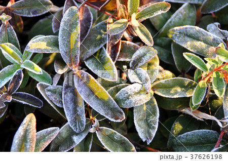 霜の降りた葉 37626198