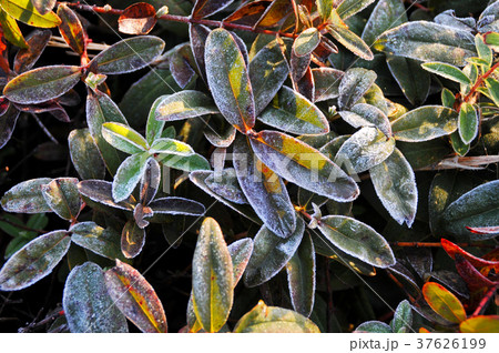 霜の降りた葉 37626199