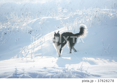 Black hunting dog stands in the snow Black hunting dog stands in the snow 37626278
