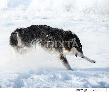 The dog playing in the snow The dog playing in the snow 37626280