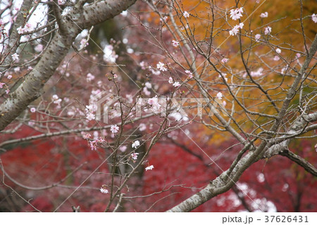 春ざくらと紅葉 37626431