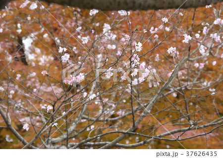 春ざくらと紅葉 37626435