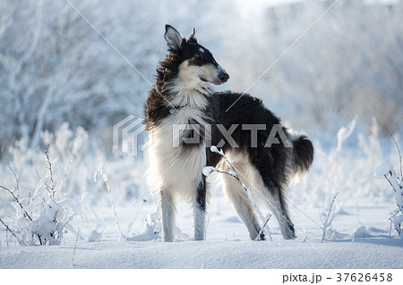 Hunting dog stands in the snow  37626458