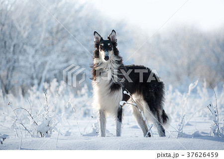 Black and white hunting dog stands in the snow 37626459