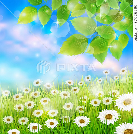 Spring field meadow background with fresh leaves Spring field meadow background with fresh leaves 37626596