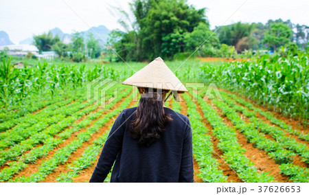 Asian woman wear bamboo rain hat walking in the watermelon field Asian woman wear bamboo rain hat walking in the watermelon field 37626653