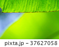 Closeup of banana leaf texture, green and fresh, S 37627058