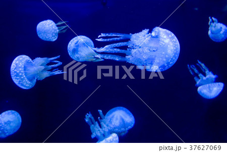 沖縄のクラゲの写真素材