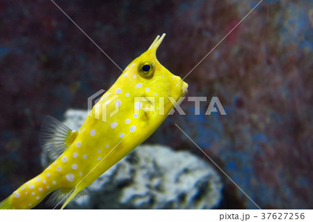 沖縄の海水魚の写真素材